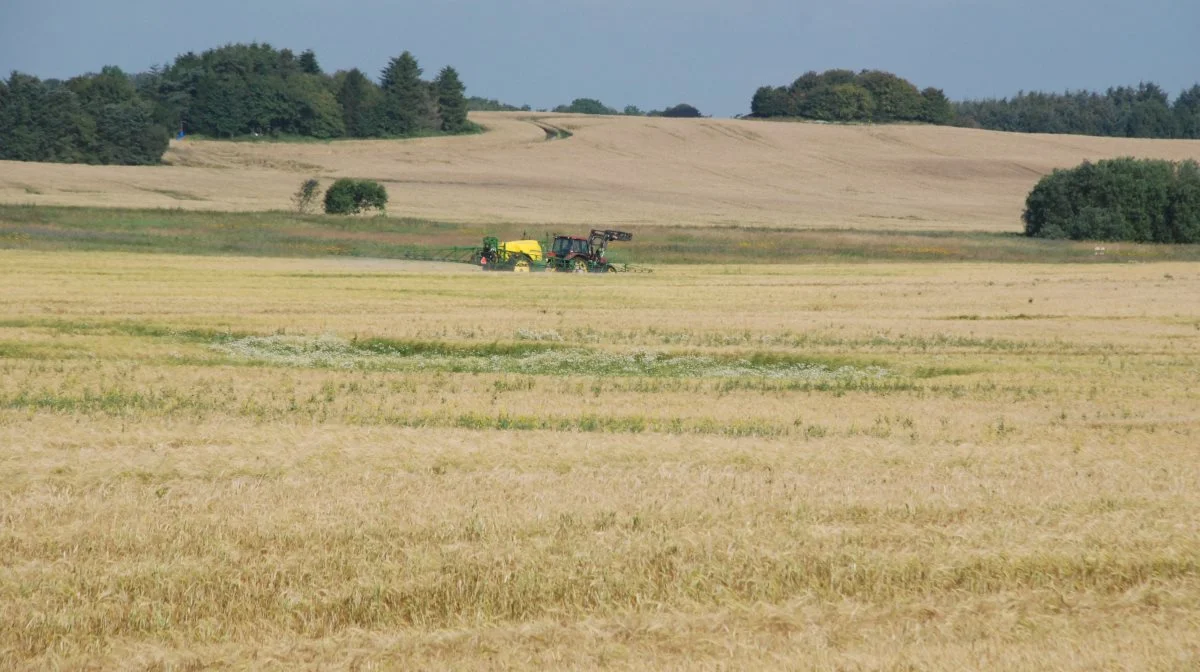 Beregningerne viser, at omkostningen til fuldautomatisk pletsprøjtning med tildelingsfil baseret på dronefotos med opgradering af udstyr på sprøjte og traktor varierer fra 814 til 148 kr. pr. ha, når bedriftsstørrelsen går fra 150 til 1000 ha. Arkivfoto