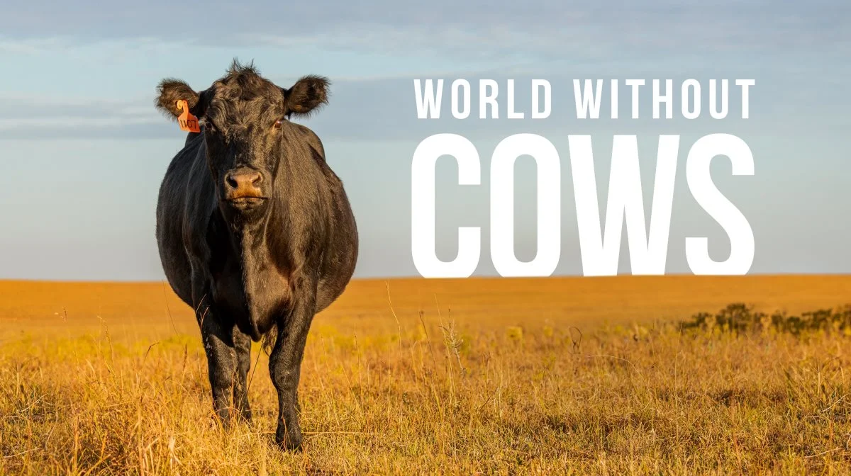 »World Without Cows« er en 85 minutter lang dokumentarfilm, der blev filmet 40 steder i verden i løbet af tre år, og som undersøger kvægets indvirkning på økonomier, økosystemer, kulturer og menneskers ernæring. Foto: Alltech