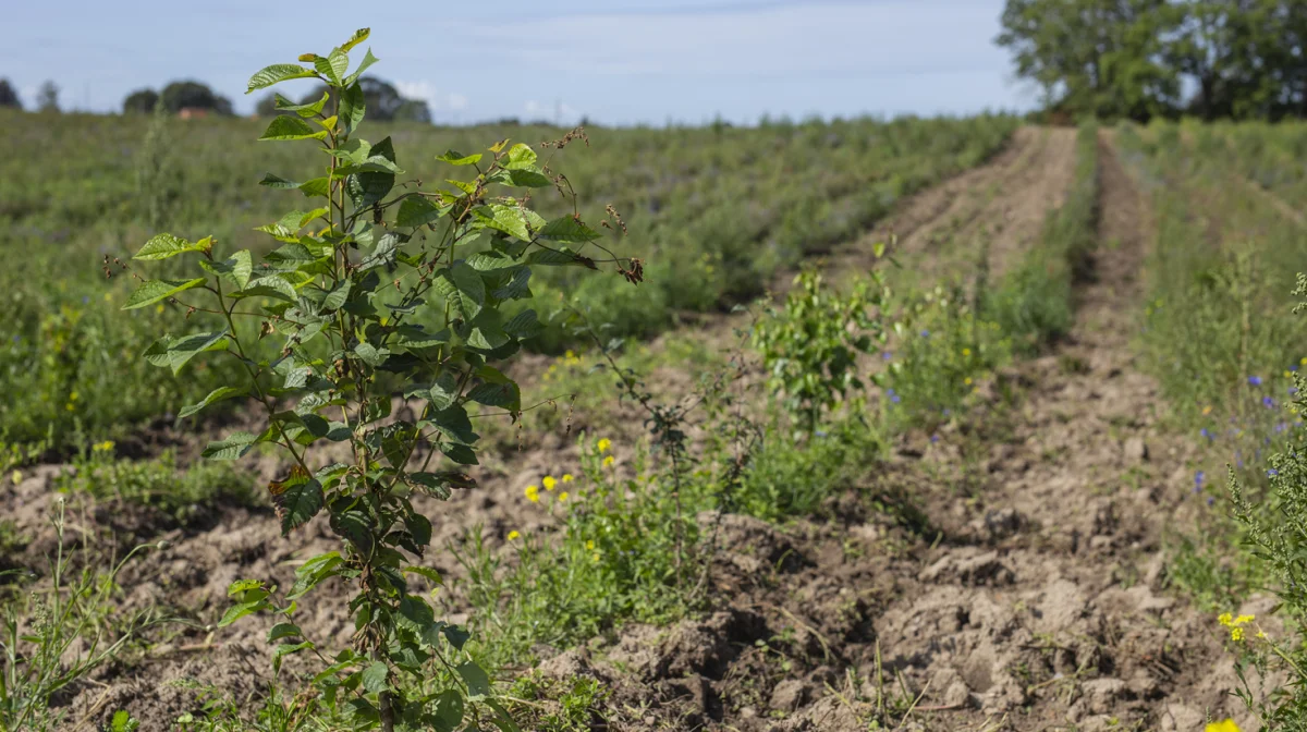 Der er kommet gang i plantningen af træer i regi af Klimaskovfonden det seneste år. Men der er potentiale til mere, blandt andet i Sønderjylland, hvor billedet her stammer fra. Foto: Adam Grønne/Klimaskovfonden