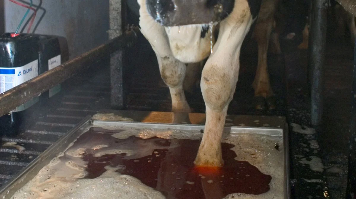 Spiras anbefaler, at man stopper med at bruge formalin ved klovbad, og i stedet holder sig til de alternative klovplejemidler som Intra Fit Hoof Bath eller HooFoss. Arkivfoto