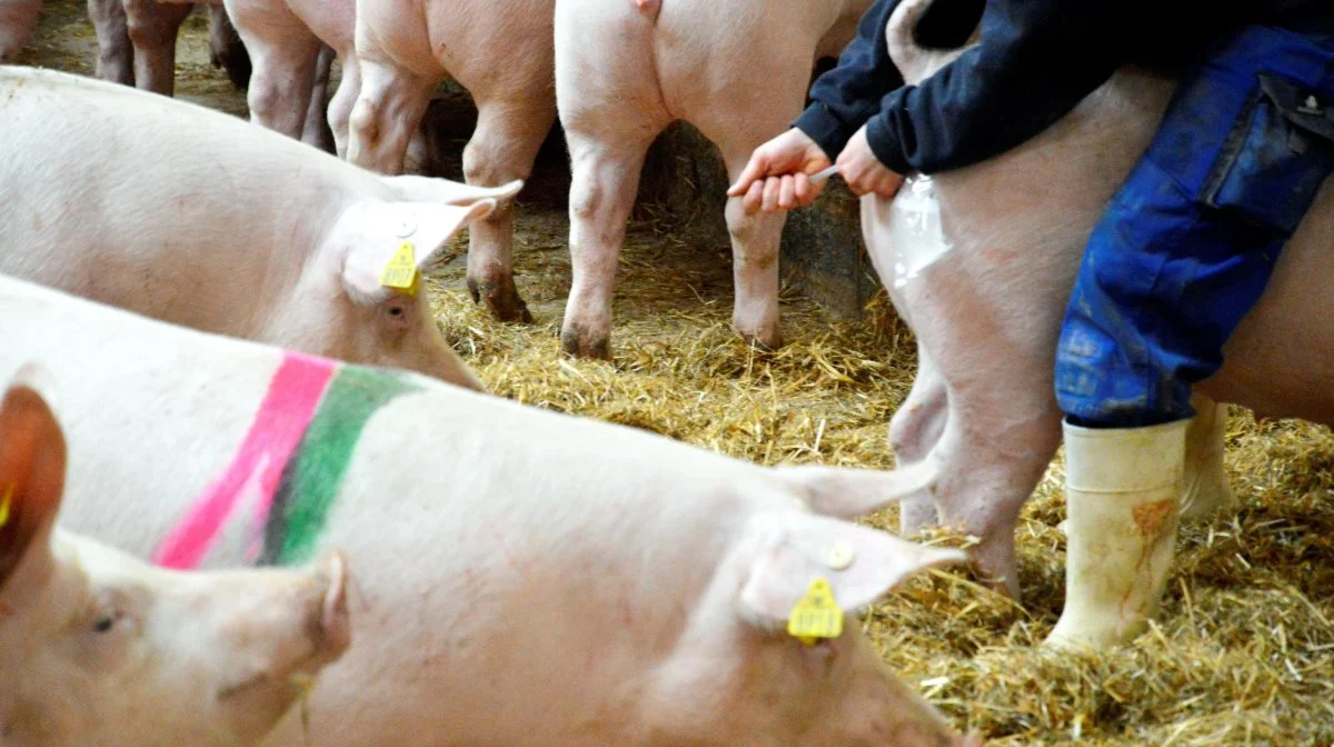 Søer og gylte skal være løsgående fra fravænning og indtil syv dage før forventet faring fra 1. januar 2035. Arkivfoto: Camilla Bønløkke