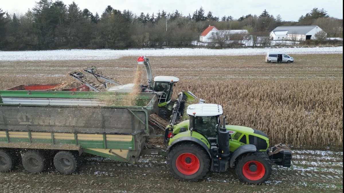 Med CornSep-systemet bliver ingen biomasse efterladt på marken. Foto: MB Maskiner