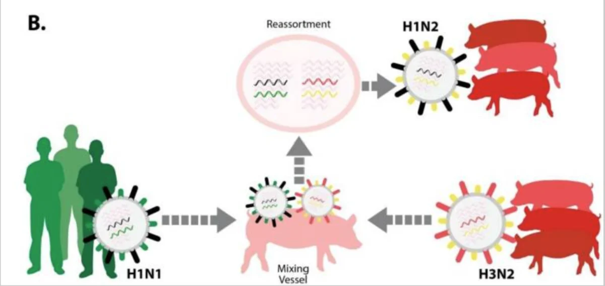 Influenza er en såkaldt zoonose, der smitter fra dyr til menneske og omvendt. Den har desuden potentiale til at mutere. Illustrationen viser, hvordan der kan opstå en ny influenzatype, en såkaldt rekombinant, når svin smittes med forskellige influenzatyper fra mennesker og andre svin. Kilde: Smith & Doe, Vaccines. 2015;3(1):22–73
