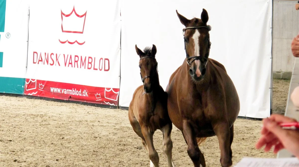 Dansk Varmblod registrerede 1.929 føl i 2023. Arkivfoto: Camilla Bønløkke