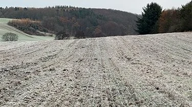 Sidst i november blev ærternes vækst standset af den første nattefrost. Fotos: Seges Innovation