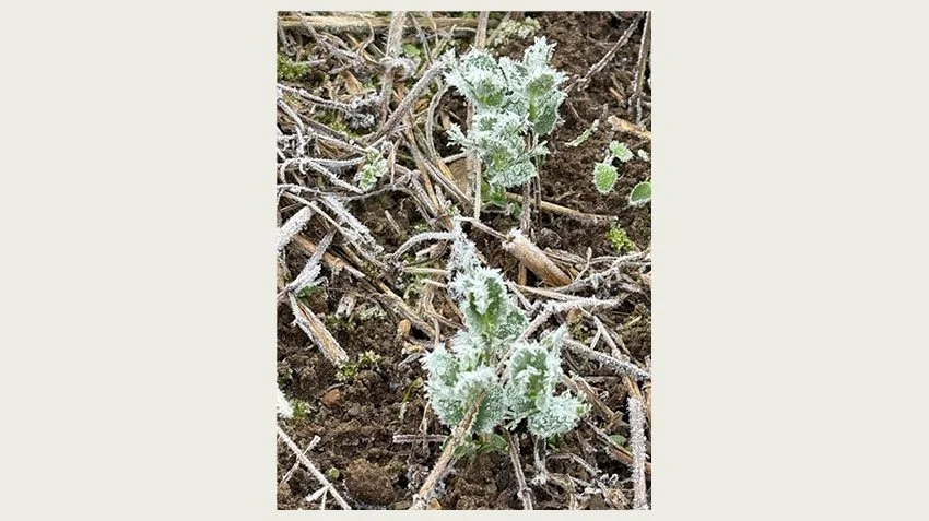 - Planterne skal gerne stå med to til tre løvblade, når den første frost og vinteren rammer, så er de mest hårdføre og vi går efter 100 spiredygtige frø pr. kvadratmeter svarende til 200 kg ærter pr. hektar, oplyser Niels-Ole Buck. 