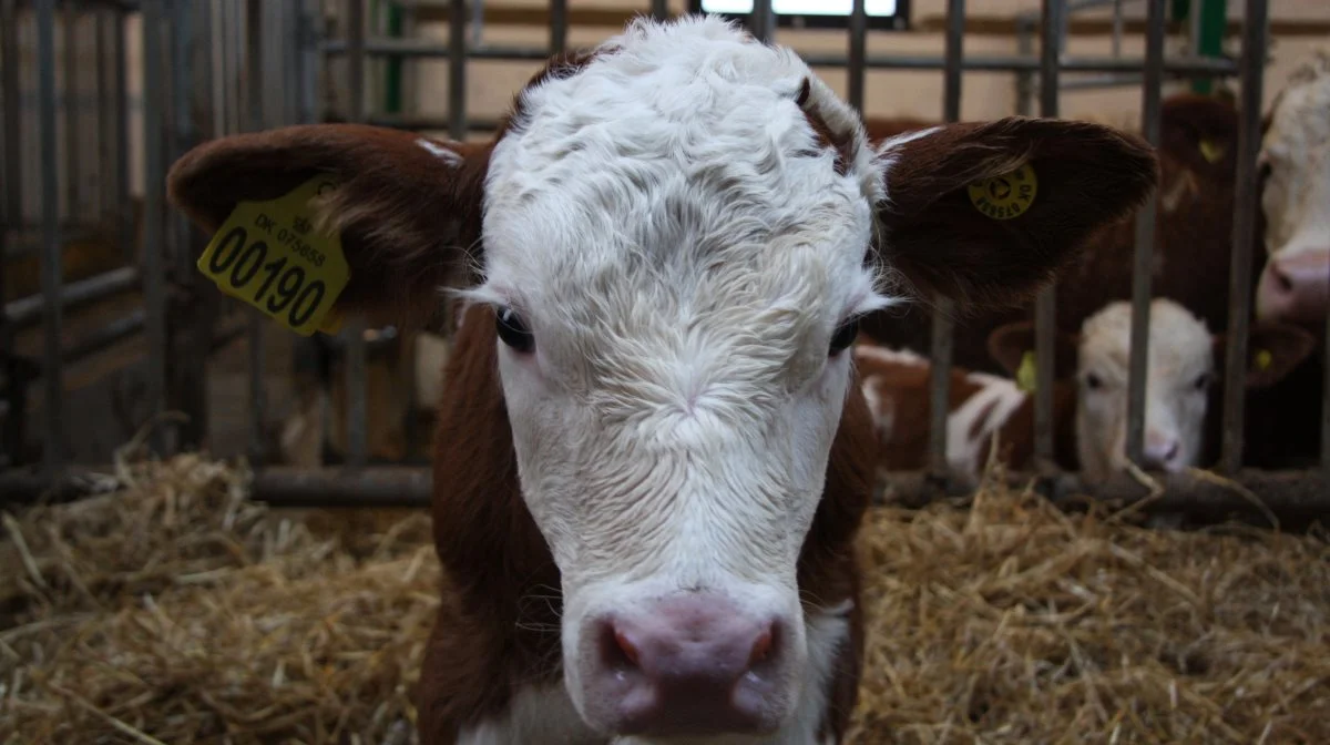 Simmental-racen kan ses flere steder. Blandt andet ved Stenbakken Simmental lørdag den 11. januar.