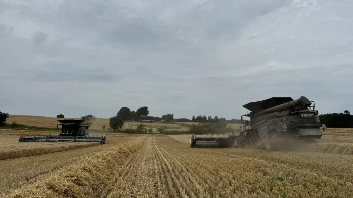 Efterårssåning kan give en mere robust vårbyg og et tidligere høsttidspunkt, som kan være en fordel på flere måder. Arkivfoto: Kasper Stougård 