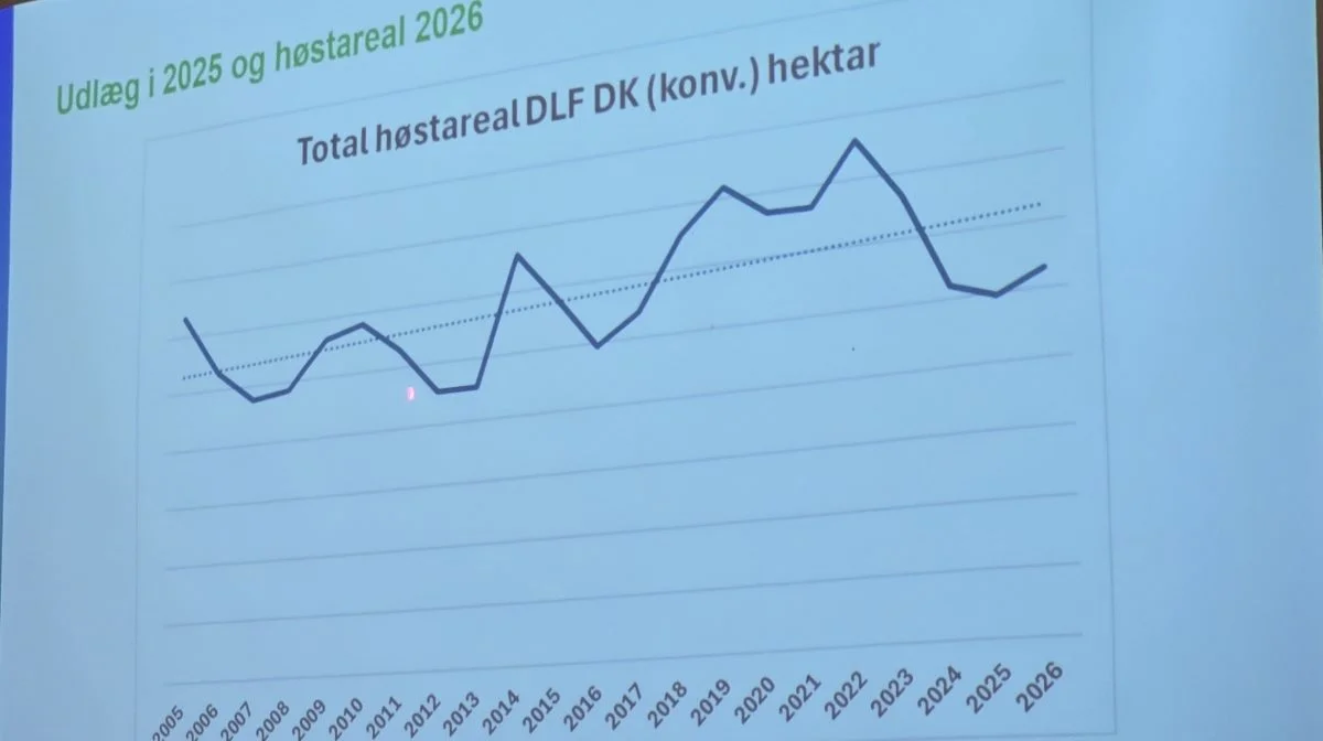 Udlægsarealet til høst 2026 har igen en lille opadgående retning, som det ses sidst på denne kurve over udlægsarealer gennem årerne i DLF. 
- Det skyldes, at DLF trækker frøarealer af italiensk og westerwoldisk rajgræs til dyrkning i Danmark fra udlandet på grund af særlig godt klima herhjemme, oplyste Søren Halbye.