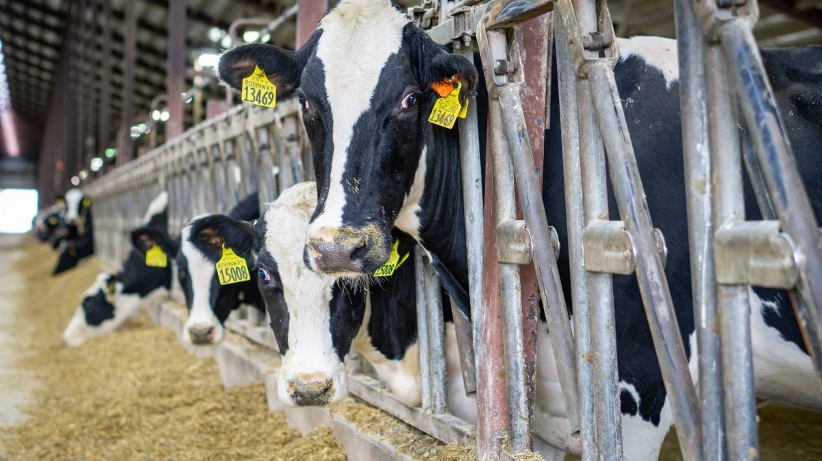 Gården i Kiel Wisconsin huserer 2.100 kvæg både med malkekvæg og slagtekalve.