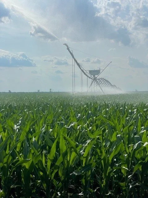 Ifølge FirstFarms har man »stor succes« med vanding i Rumænien og udvider nu fra 1.300 til 2.000 hektar. Foto: FirstFarms A/S