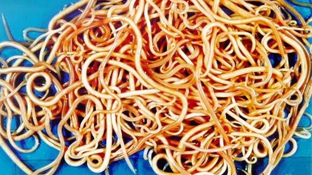 Nej, det er ikke spaghetti. Det er spoleorm, som kan overføres mellem dyr og mennesker, hvis ikke hygiejnen er i top. Arkivfoto