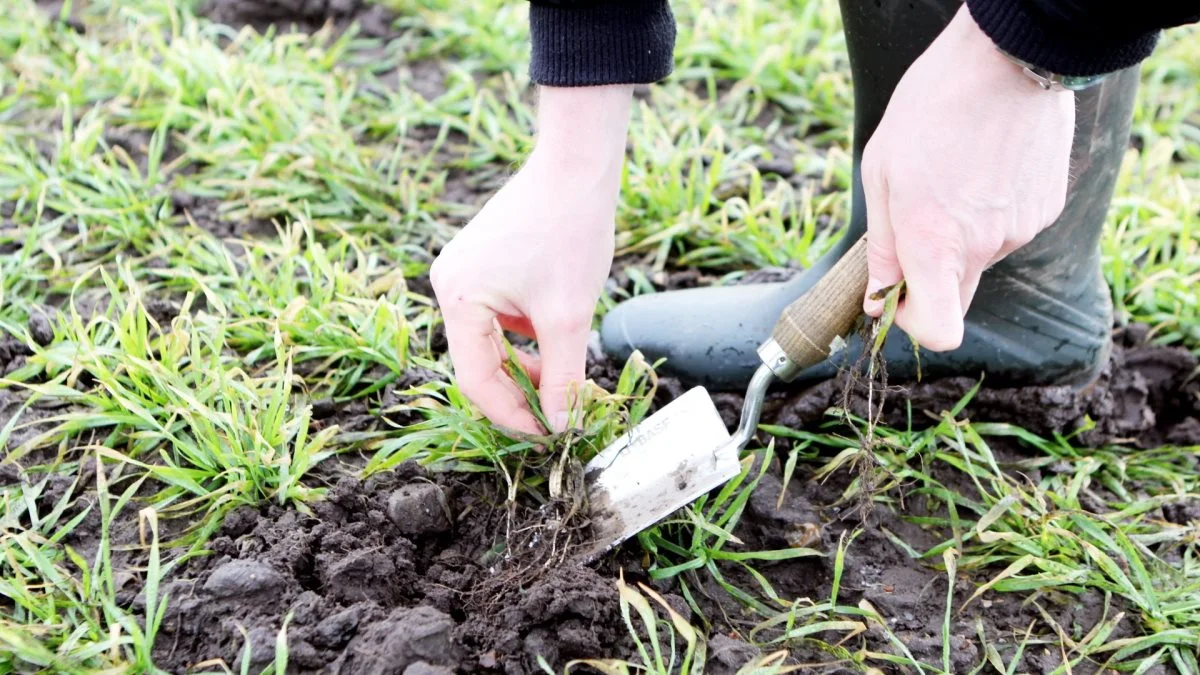 Agronom Kristian Nielsen fra Yara forventer en tredje kvælstoftildeling på Mariesminde i midten af maj og lidt før på de to gårde på Midtsjælland. Arkivfoto