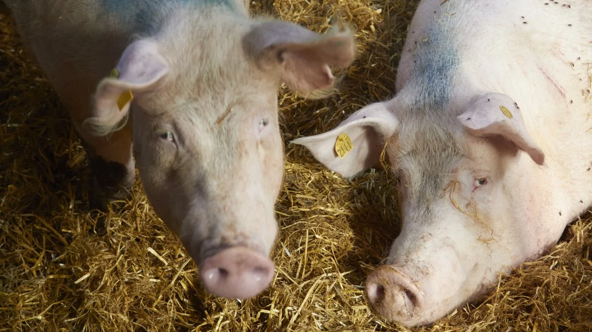 Torben Farum har 1.200 årssøer. Langt de fleste af grisene sælges som 30 kg’s grise, mens cirka 2.000 af grisene fedes årligt op til slagtning.