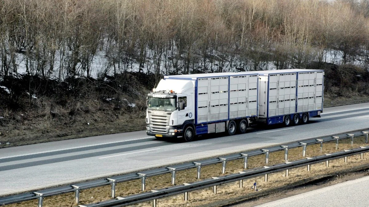 Hans Sønderby Christensen forklarer, at selvom der er krav om omlæsning af grisene, hvis transporten varer mere end 24 timer, så gælder det ikke, hvis det skyldes nogle hændelser, som man ikke selv er herre over. Det kan eksempelvis være kø ved Hamborg, nedbrud af køretøj, ødelagt gearkasse, punktering eller lignende.  Det har de danske myndigheder overset, da de i 2018-2019 rejste knap 1.100 sager om ulovlig transport af grise. Nu er alle sager på nær 31 frafaldet. Arkivfoto