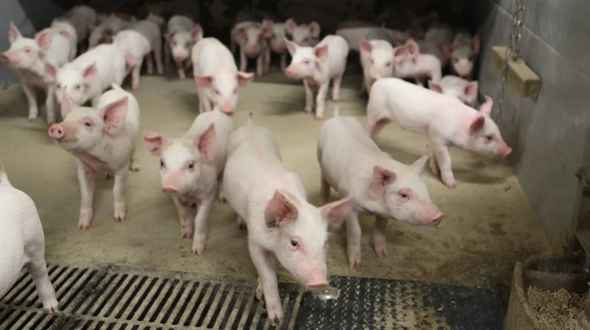 Kjær Knudsen-familien kommer med udvidelsen op på en samlet produktion af 160.000 slagtesvin om året. Foto: Anne Wolfenberg