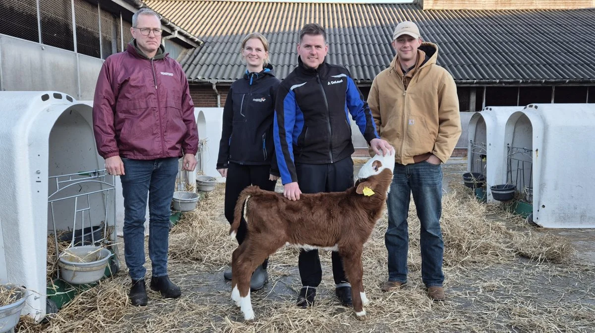 Hereford-racen er oplagt som krydsningsrace i malkekvægsbesætninger, mener Per W. Kristensen (tv.) og Mike Brems (th.) fra Herefordforeningen. De bakkes op af mælkeproducent Rasmus Nielsen og slagtekalve- og miljørådgiver Rikke Hald Havstein fra Slagtekalverådgivningen. Fotos: Tenna Bang