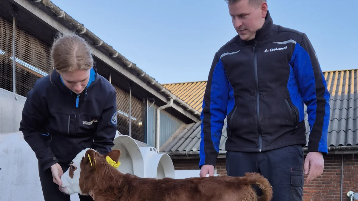 - Hvis man alene skal kigge på, hvordan de er til at lære at drikke, er blåkvæg nok nummer et, men om det er en ren holstein-kalv eller en hereford-krydsning, oplever jeg ingen forskel på. Dog er der alverden til forskel, hvis man sammenligner en hereford-krydsning og en angus-krydsning, siger mælkeproducent Rasmus Nielsen til Rikke Hald Havstein, som er slagtekalve- og miljørådgiver ved Slagtekalverådgivningen. 