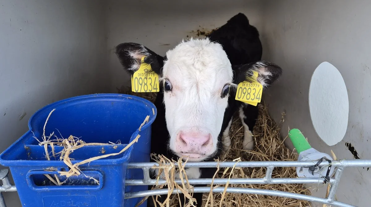 De 25 procent bedste hereford-krydsningskvier havde en tilvækst på 625 gram mod 604 gram for angus-krydsningskvierne. 