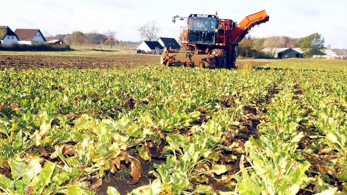 Der er kolossale biomasseressourcer i form af restbiomasser som halm, roetoppe og måske efterafgrøder fra landbruget, som kunne udnyttes og erstatte op imod 500 millioner kubikmeter metangas, der svarer til samme mængde olie i liter, vurderer Teknologisk Institut. Arkivfoto