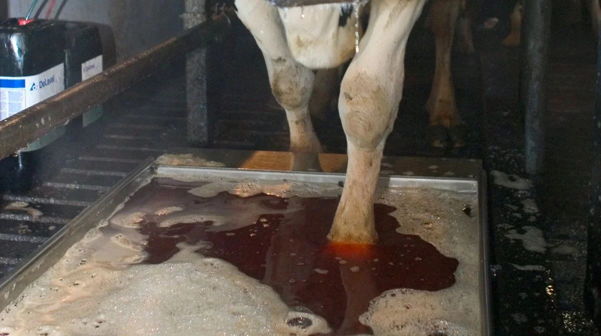 Spiras anbefaler, at man stopper med at bruger formalin ved klovbad og i stedet holder sig til de alternative klovplejemidler som Intra Fit Hoof Bath eller HooFoss. Arkivfoto