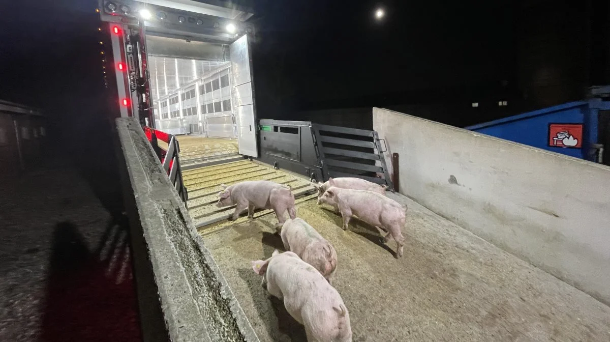 Rødt lys i udleveringsrummet og skarpt lys på vognen letter læsingen af grise, fordi de af sig selv går mod lyset. Arkivfoto: Anne Wolfenberg