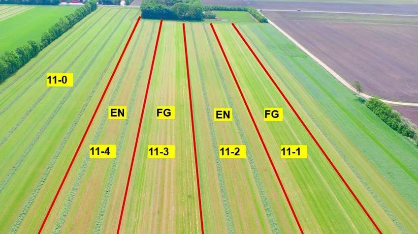 Analysen tager udgangspunkt i et forsøgssetup med to gentagelser af ensilering (EN) og friskgræshøst (FG) i flere marker. Her på den konventionelle bedrift. Foto: Seges Innovation