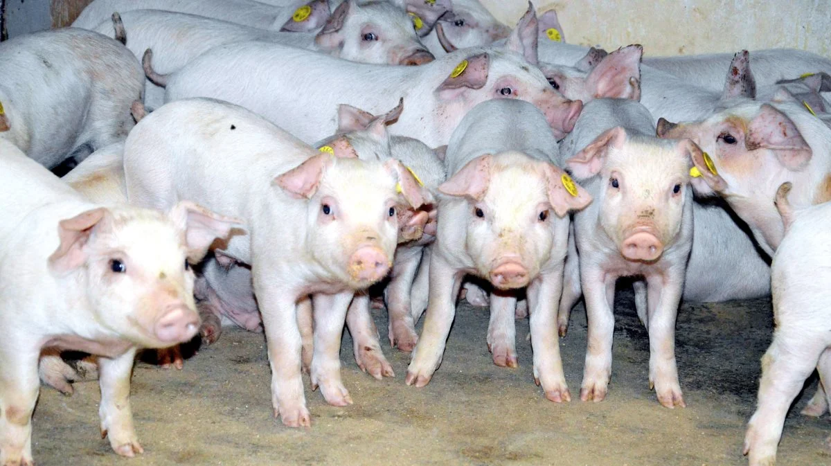 Først præsenterede Danish Agro den digitale produktionsovervågning Pigs365 for slagtesvin, men nu er der også tilføjet et modul for smågriseproduktionen. Arkivfoto: Camilla Bønløkke