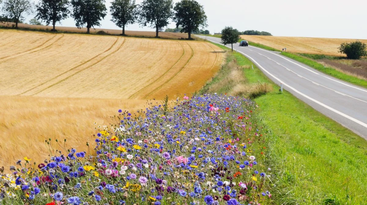 Flere landbrugsarealer end tidligere havde sidste år blomsterblandinger ud over sig. Det skyldtes en kombination af ny støtte til bestøverbrak samt en meget sne- og regnfuld start på 2024, der gjorde mange arealer mindre egnede til korndyrkning. 