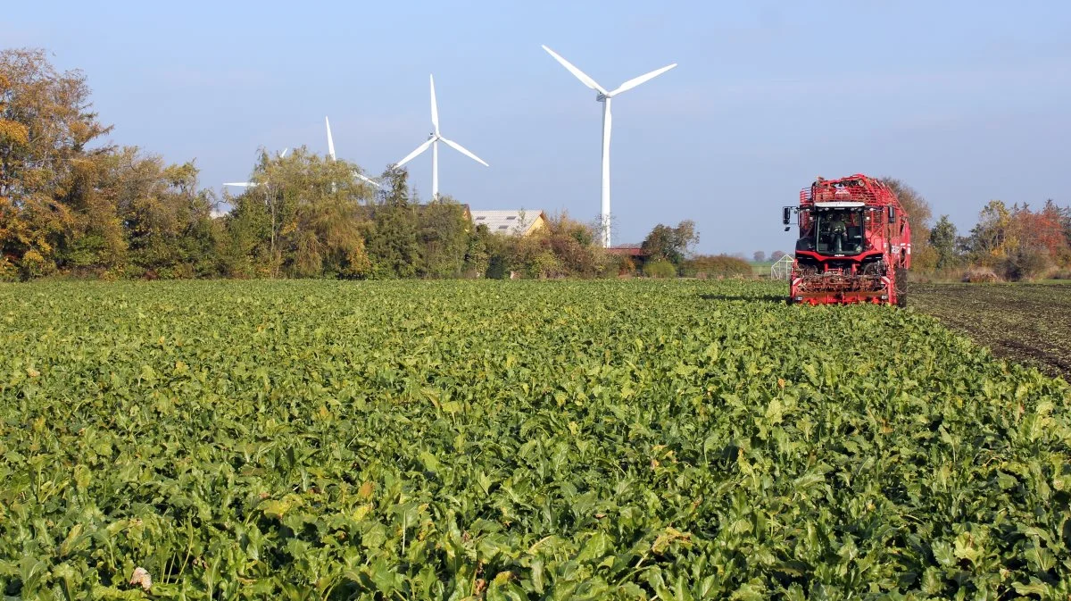 Sukkerroen er en afgrøde, der kan vokse langt ind i efteråret, også i november. Foto: Ulrik Larsen 