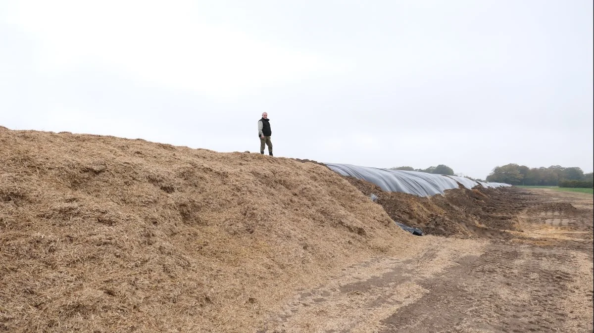 Hos Elsnab Landbrug ligger der flere kæmpebunker af snittet halm. Denne stak indgår i et forsøg med at samensilere kartoffelpulp og snittet halm. Først skal materialet gennem et biogasanlæg og senere gennem det nyåbnede SkyClean-anlæg i Vrå, hvortil Klaus Aage Bengtson har tegnet sig for en stor leverance, knapt 1.300 tons i år og 1.500 tons næste år. Foto: Bøje Østerlund