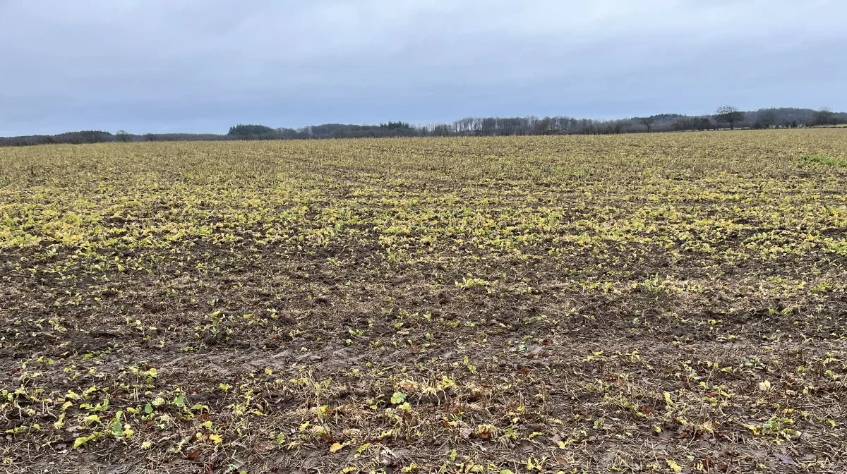 Nedvisnede efterafgrøder fylder godt på arealerne midt imellem landsbyerne Skærup, Pjedsted og Herslev. Foto: Christian Ingemann