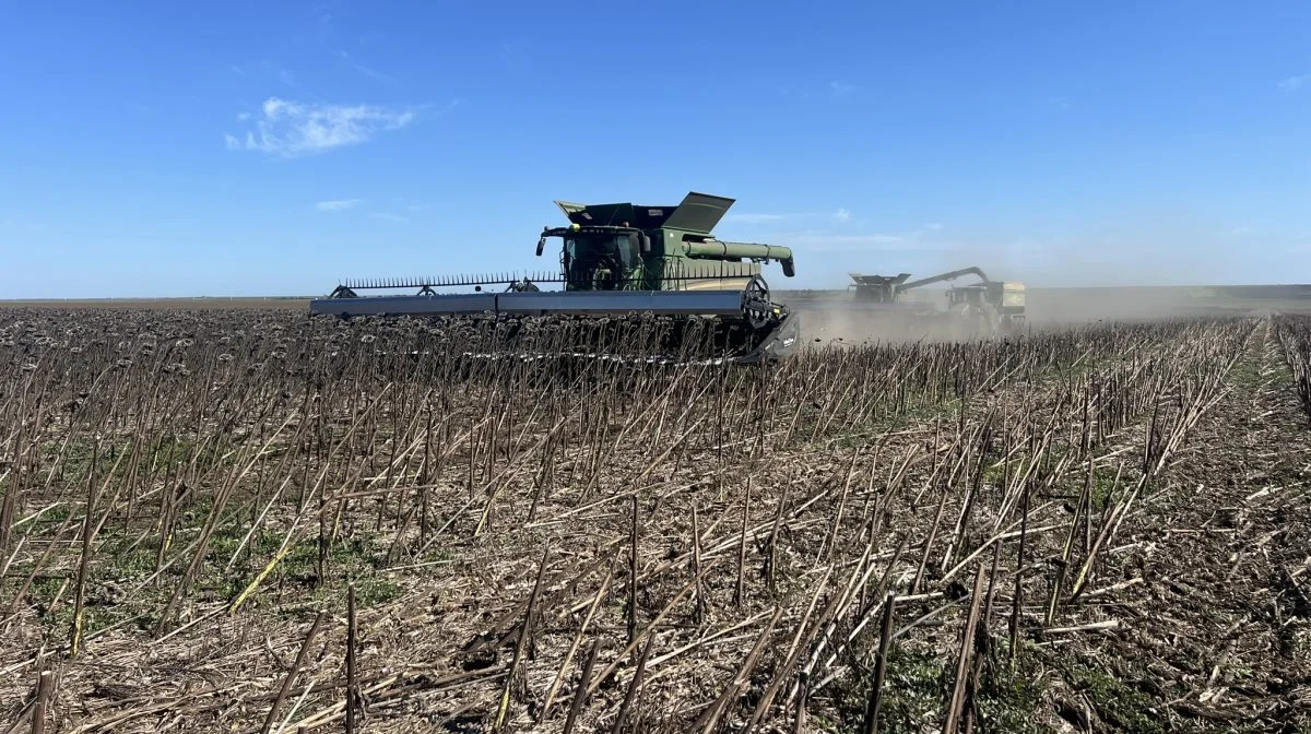 Solsikker - der høstes her i 2024 på Agro Cocora - kan bedre tåle tørken i Rumænien end majs. Privatfoto