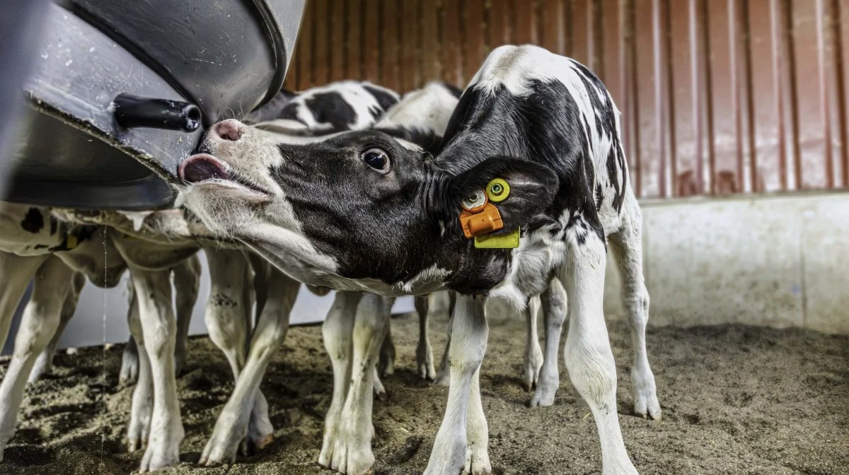 CowManager har udviklet øresensorer til kalve, som kan afsløre, om kalvene ændrer adfærd for eksempel som tegn på tidlig sygdom, og man kan sætte ind med behandling tidligt. Foto: CowManager