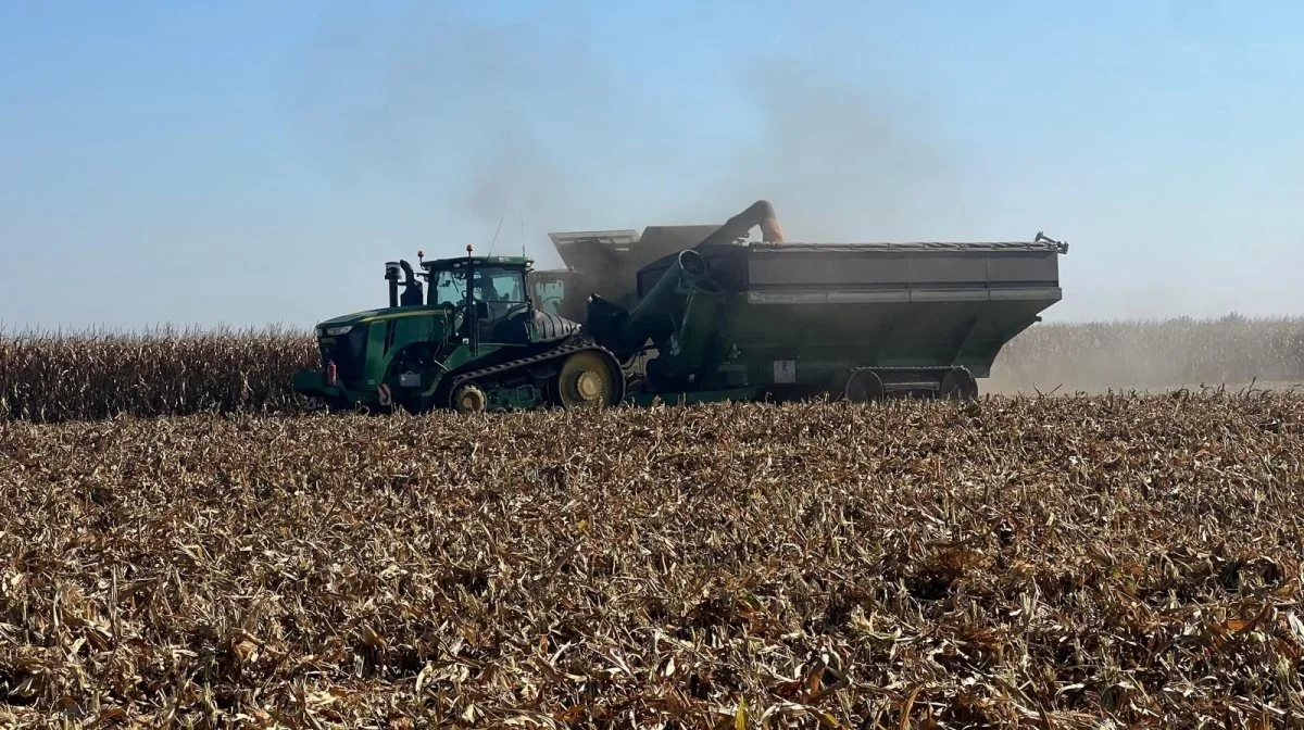 Høsten af majs har i de senere år været så påvirket af den hårde sommertørke i Rumænien, at det nu er besluttet på Agro Cocora at tage majs helt ud af sædskiftet.