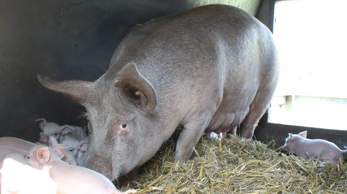 En ny svinegenetik, Hypor, er en realitet i Danmark efter Danish Pig Genetics fusion med det verdensomsændende genetikfirma Hendrix, som tilbyder Hypor-genetik. Billedet er fra en dansk friladsbesætning. Arkivfoto: Anne Wolfenberg