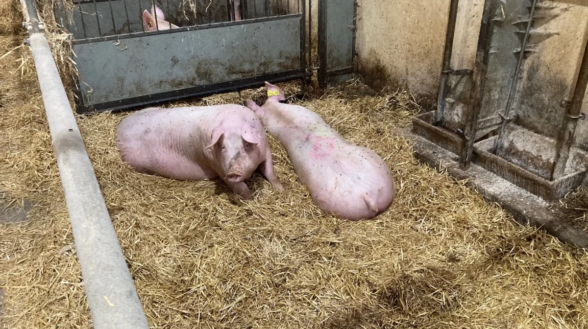 Dyrlæge påpeger, at det drejer sig om at spotte dårlige ben hos søer i tide og få gjort noget ved problemet med det samme. Foto: Ida Overgaard, LVK