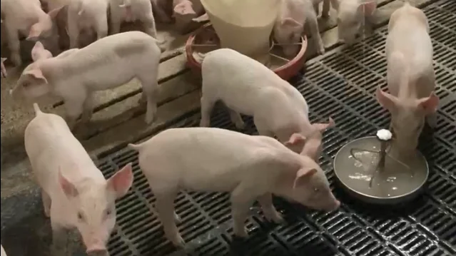 En tommelfingerregel siger, at grise skal have adgang til 0,8 liter vand dagligt pr. 100 gram daglig tilvækst. Foto: Ida Overgaard, LVK.  