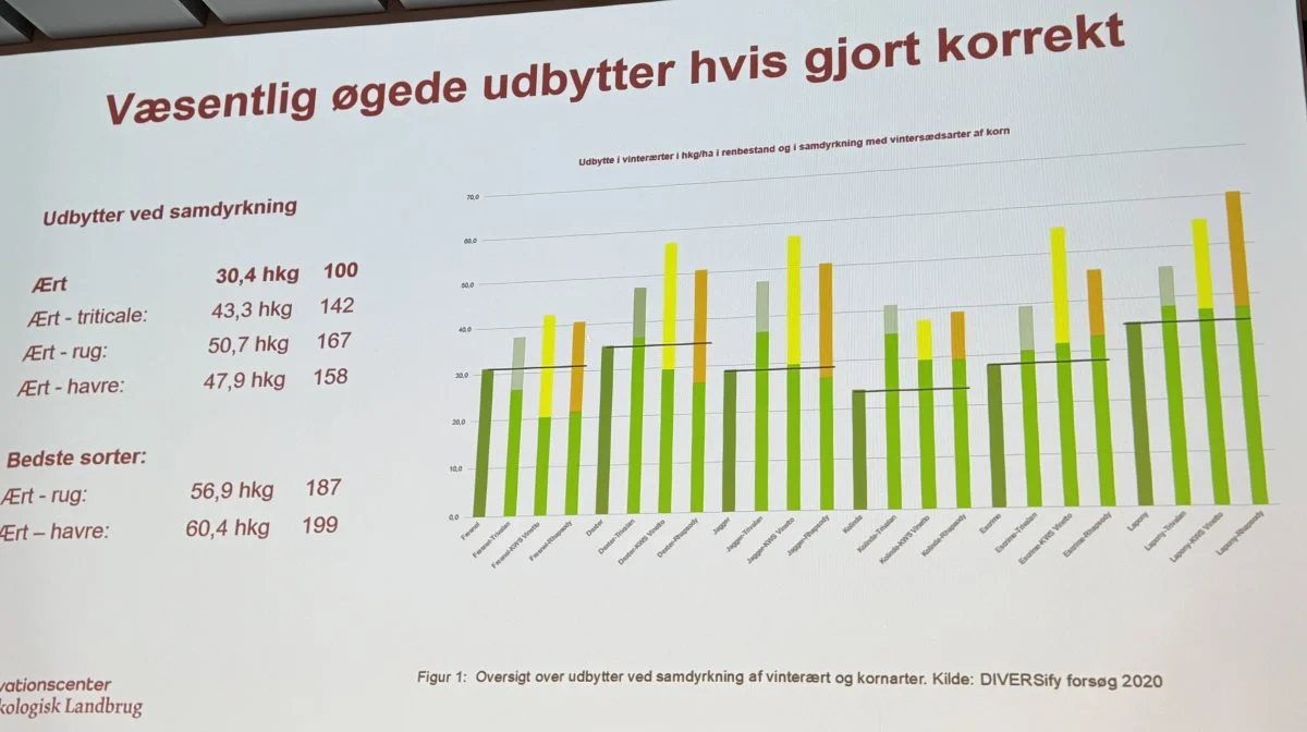 Med de bedste sorter er der potentiale til både at øge udbyttet i bælgsæd og få et bonusudbytte i korn oveni ved at samdyrke afgrøderne.