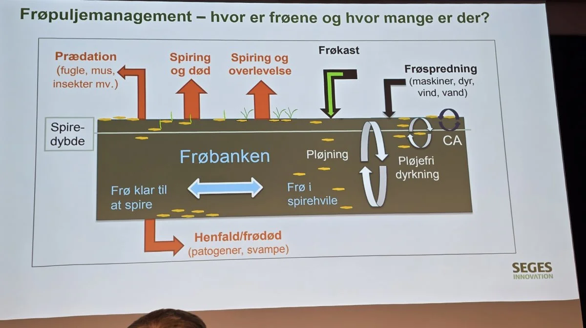 Puljen af ukrudtsfrø i jorden skal forsøges nedbragt på alle måder - ved at slå ukrudtspletter, håndlugning eller grundig rensning af markmaskiner, påpeger Poul Henning Petersen, Seges Innovation.