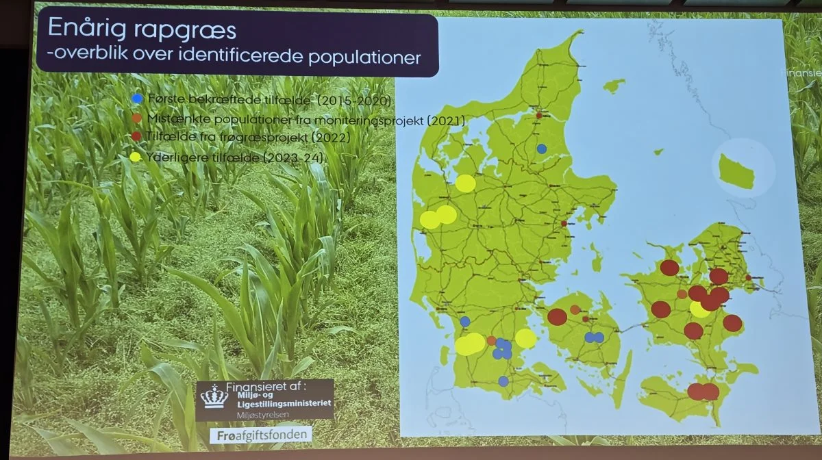 Her er der fundet resistent enårig rapgræs. De blå prikker markerer de første fund tilbage i 2015, mens de røde og gule er de nyeste fund fra 2022-2024.