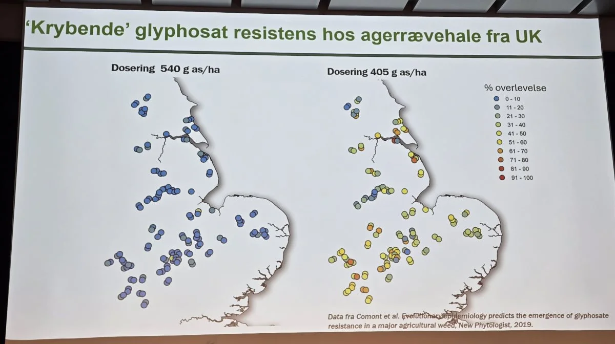 Foruroligende observation af faldende effekt af glyphosat i England. Når doseringen blev nedsat, overlevede op mod 60 procent af agerrævehalegræsset en glyphosatsprøjtning. Kilde: Aarhus Universitet