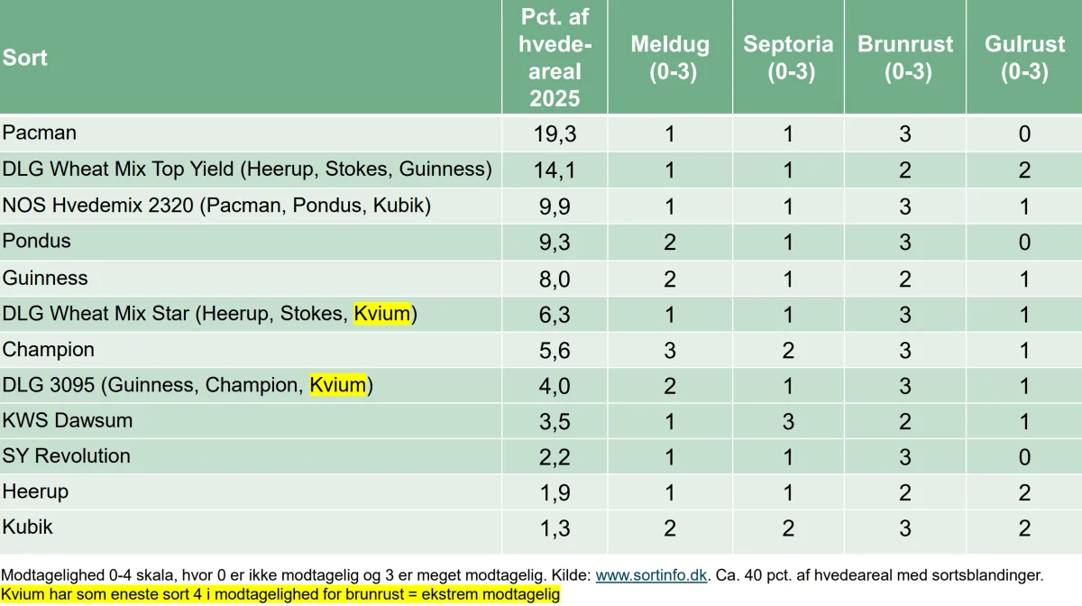 De dyrkede hvedesorte ri 2025 og deres modtagelighed for svampeangreb. Alle er modtagelige for brunrust.