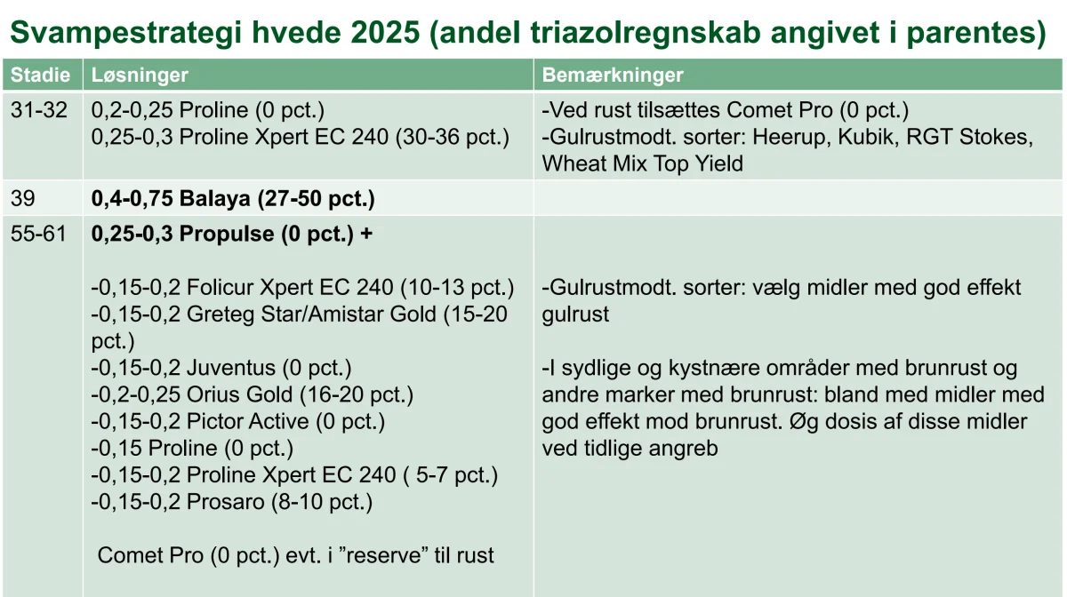 Det er anbefalingen for svampebekæmpelse i 2025 fra Seges Innovation.