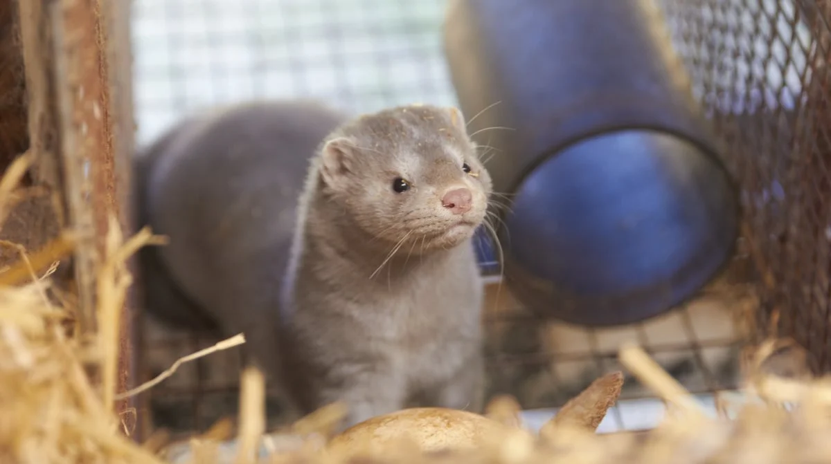 Enkelte avlere startede op i 2023, sidste år kom flere til, og i år ventes yderligere at starte op igen. Arkivfoto: Tenna Bang
