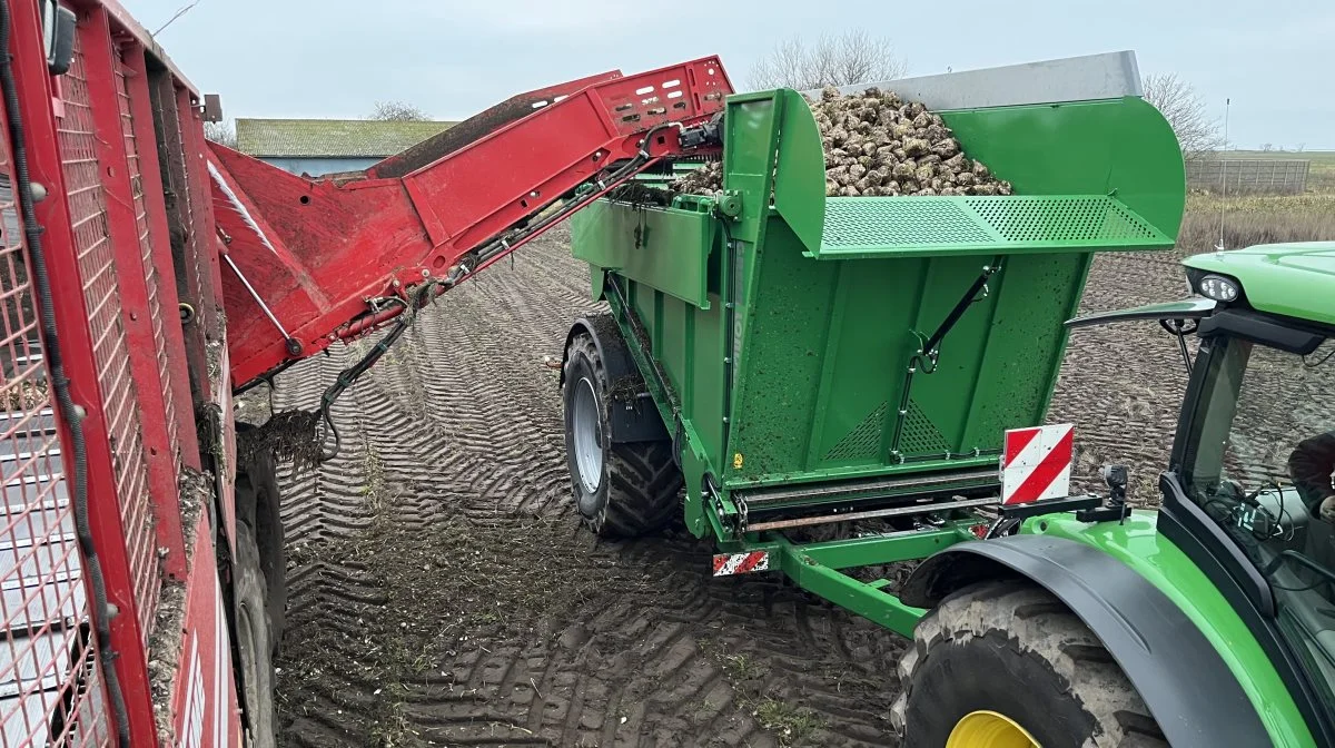 ACJ Greenloader kan nu målrettes endnu mere til kartofler - eller som her roer - med blandt andet nye medbringere og hydraulisk klapbar side. Foto: ACJ Maskiner