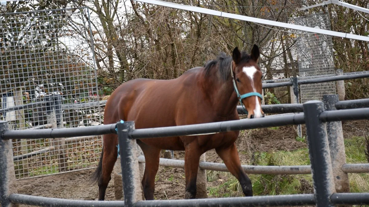 Heste i walkeren hos RB Racing.