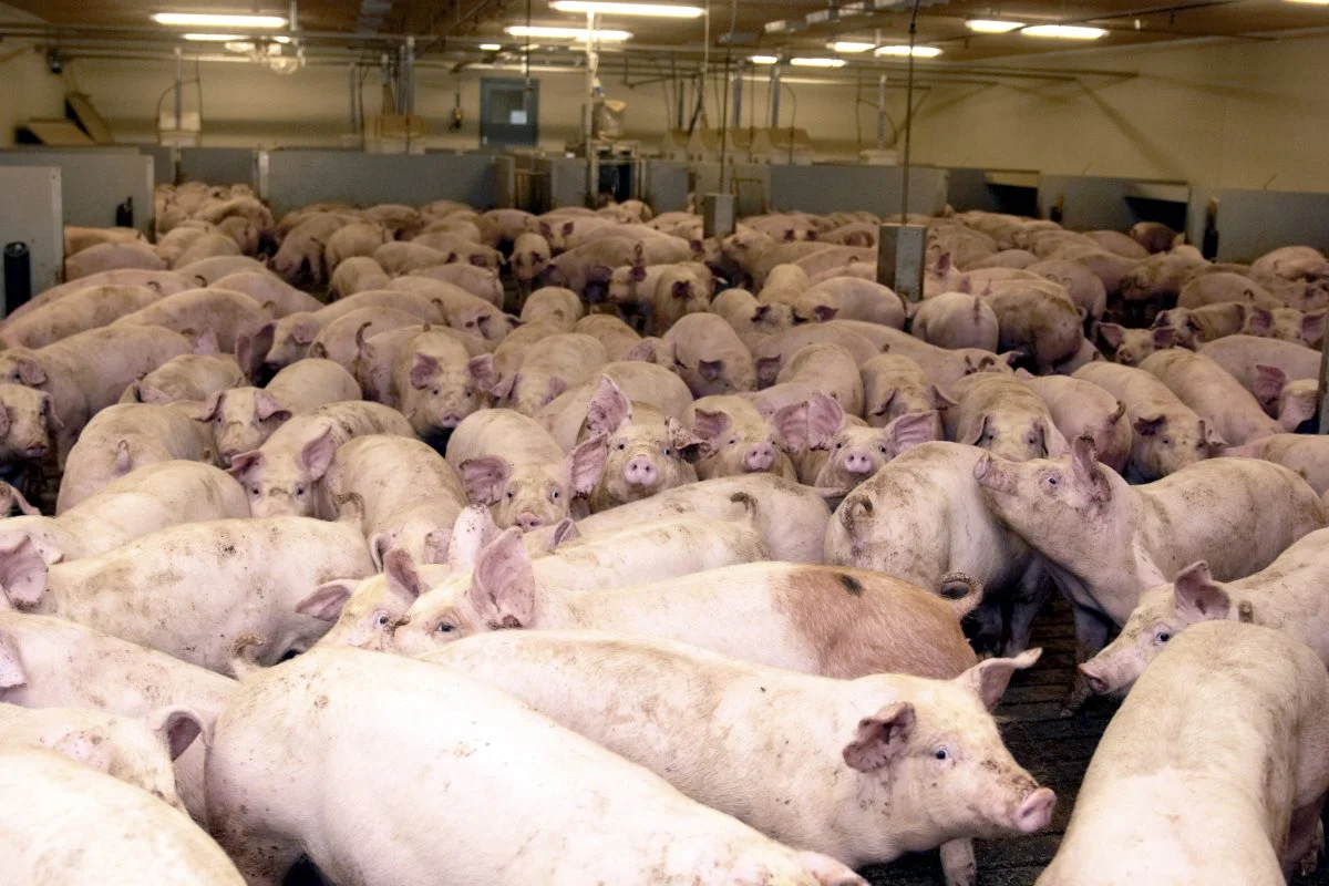 Niels Duedahl slår fast, at Danish Crown er afhængige af stor slagtesvineproduktion i Danmark. Arkivfoto