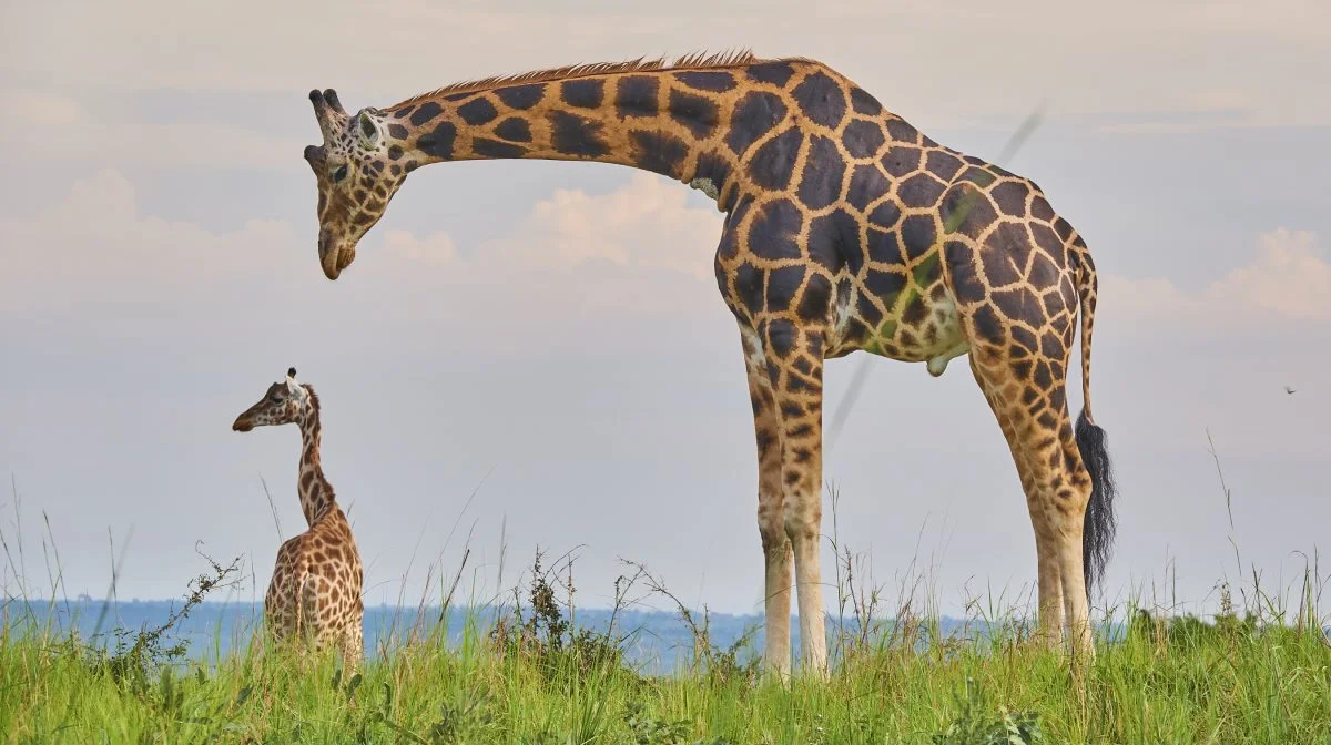 På savannen i Uganda er der et væld af dyr, som det er muligt at komme ret tæt på. Fotos: Niels Damsgaard Hansen