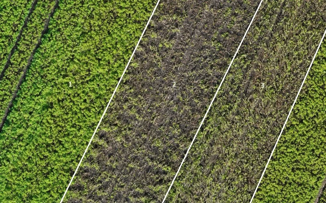 Maskinen fra Crop.zone sætter strøm til kartoflerne, og på den måde standses væksten øjeblikkeligt. 